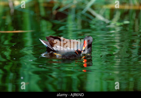 Teichhuhn Fütterung junger Nord Rhein Westfalen Deutschland Gallinula chloropus Stockfoto