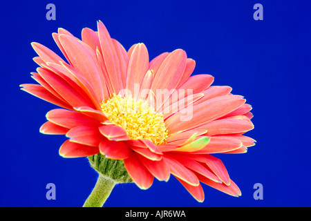 Leuchtendorange oder rote Gerbera auf blauem Grund Stockfoto