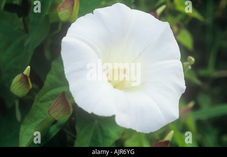 Nahaufnahme von der reinen weißen Trompete Flowerhead große Ackerwinde oder Calystegia Sepium Sylvatica mit Knospen und Blätter Stockfoto