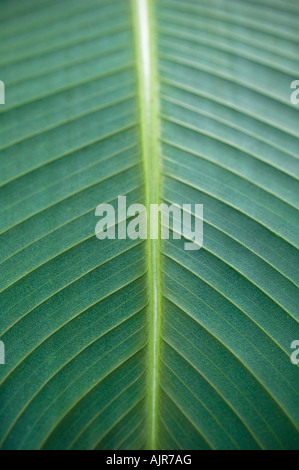 Tropisches Blatt hautnah Stockfoto