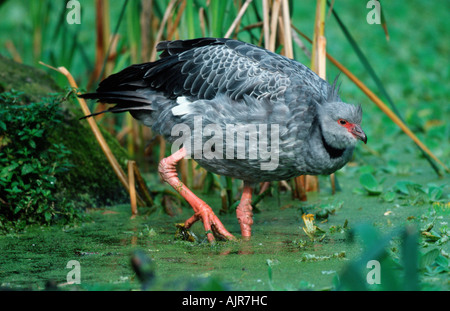 Südlichen Screamer Chauna Torquata Crested Screamer Stockfoto