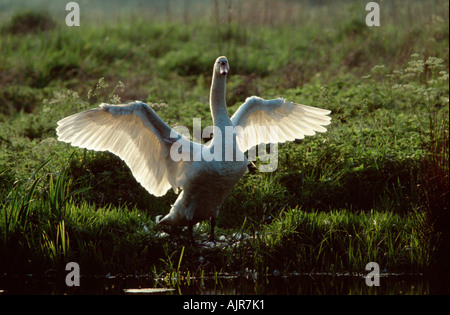 Höckerschwan männlich flattern seine Flügel Komfort Verhalten Nord Rhein Westfalen Deutschland Cygnus olor Stockfoto