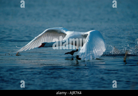 Höckerschwan beginnen zu fliegen Deutschland Cygnus olor Stockfoto