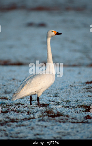 Bewick s Schwan im Winter Niederlande Cygnus Columbianus bewickii Stockfoto