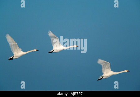 Bewick s Schwäne Niederlande Cygnus Columbianus bewickii Stockfoto