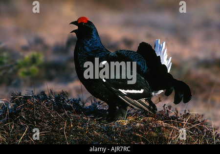 Birkhuhn männlichen Balz Schweden Lyrurus Tetrix at Tetrix anzeigen Stockfoto