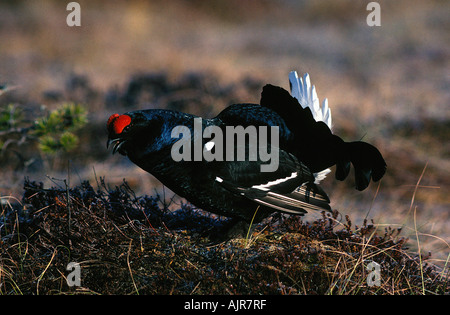 Birkhuhn männlichen Balz Schweden Lyrurus Tetrix at Tetrix anzeigen Stockfoto