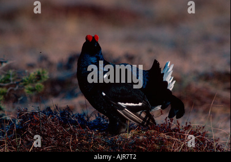 Birkhuhn männlichen Balz Schweden Lyrurus Tetrix at Tetrix anzeigen Stockfoto