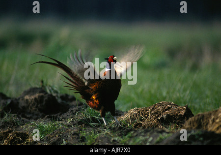 Spiel Fasan männlichen flattern seine Flügel Werbung anzeigen Nord Rhein Westfalen Deutschland Phasianus colchicus Stockfoto