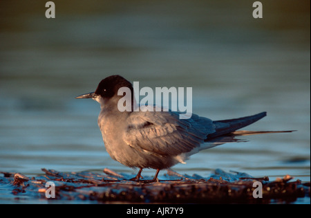 Black Tern Niederlande Chlidonias niger Stockfoto