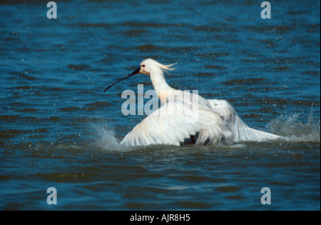 Texel Niederlande Plataleo Leucorodia Löffler Stockfoto