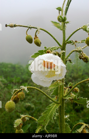 Meconopsis Paniculata (Golden Himalaya-Mohn) wächst in der Nähe anzeigen Basislager, Annapurna Sanctuary, Nepal Stockfoto