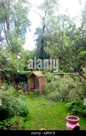 Wind und Sturm Schäden in einem Garten von Nottingham. Äste von einem Riss Weide, Salix Fragilis gebrochen Stockfoto