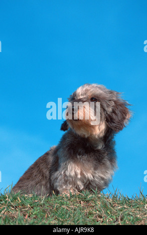 Draht kurzhaarige Dackel Stockfoto