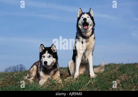 Siberian Huskies Stockfoto