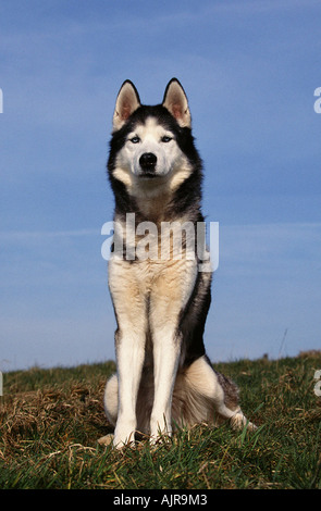 Siberian Husky Stockfoto