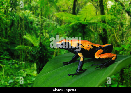 Unterstützt Poison Arrow Frog Dendrobates Galactonotus Poison Dart Frog Splash Stockfoto