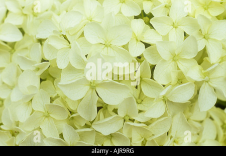 Nahaufnahme von cremigen weißen Flowerhead Strauch Viburnum Opulus Sterile Stockfoto