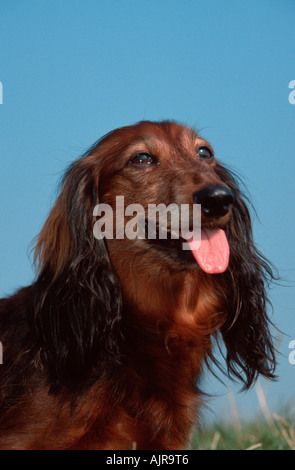 Langhaar Dackel Stockfoto