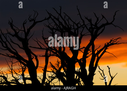 Silhouette der Äste gegen den Sonnenuntergang im Arches-Nationalpark, Utah, Vereinigte Staaten von Amerika Stockfoto