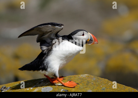 Papageientaucher, Fratecula Arctica, Landung auf Felsen, Inner Farne Island, Farne Islands, Northumberland, Großbritannien Stockfoto