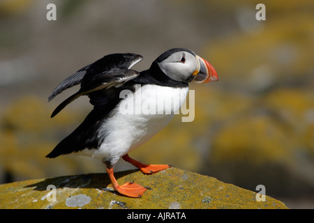 Papageientaucher, Fratecula Arctica, Landung auf Felsen, Inner Farne Insel, Farne Islands, UK Stockfoto