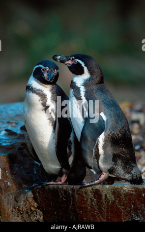 Humboldt-s Pinguine Spheniscus humboldti Stockfoto