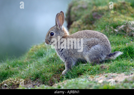 Wildkaninchen, Oryctolagus Cuniculus, Jungtier in Heide Stockfoto