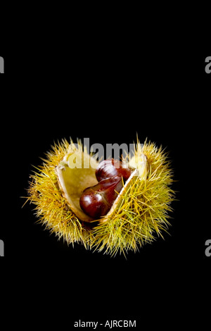 Öffnen Edelkastanie, castanea Sativa, zeigt die reife Frucht im Inneren. Stockfoto