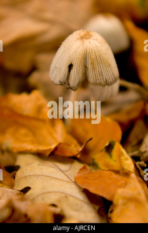 Liberty cap/Magic Mushroom Psilocybe semilanceata im Herbst Blätter Stockfoto