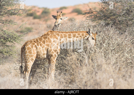 Südafrikanischen Giraffen füttern auf einem Busch in der Kalahari Wüste Stockfoto