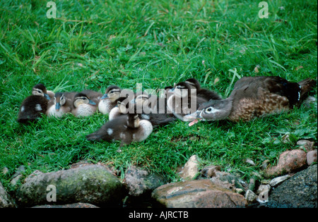 Holz-Enten-Weibchen mit Entenküken Aix sponsa Stockfoto
