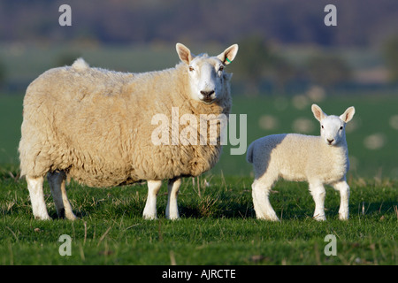 Leicester-Schaf mit Lamm auf Wiese Stockfoto