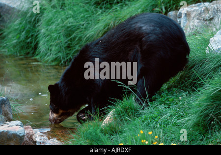 Spectacled Bear Tremarctos Ornatus Anden tragen Stockfoto