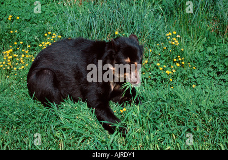 Spectacled Bear Tremarctos Ornatus Anden tragen Stockfoto