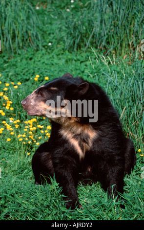 Spectacled Bear Tremarctos Ornatus Anden tragen Stockfoto