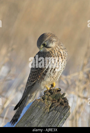 Falco Tinnunculus - Turmfalken weibliche thront auf Fencepole in einem anmutigen Winter Farbe Porträt Stockfoto