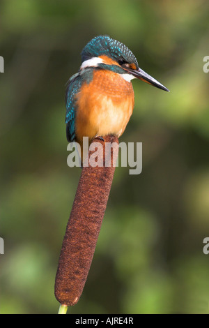 Alcedo Atthis - Eisvogel männliche Jugendliche in einem friedlichen Porträt auf Reedmace thront in der Nähe von einem Stream in Südschweden Stockfoto