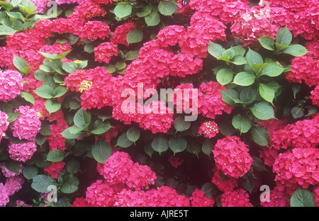 Reife tief rosa oder purpurnen Flowerheads von Mophead Hydrangea Macrophylla Ami Pasquier Strauch mit grünen Blättern Stockfoto