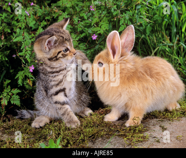 tierische Freundschaft: Hauskatze Kitten und löwenköpfige Zwerg Kaninchen Stockfoto