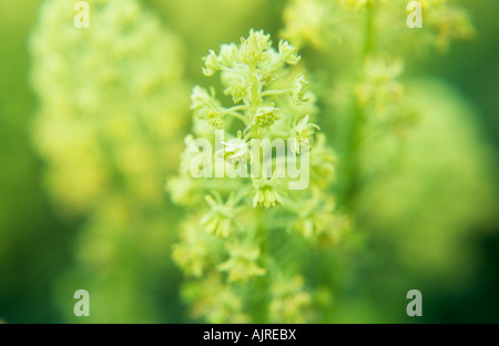 Der Stängel der Pastell Lime grün und gelb Deckblätter und Blüten Holz Wolfsmilch oder Euphorbia Amygdaloides hautnah Stockfoto