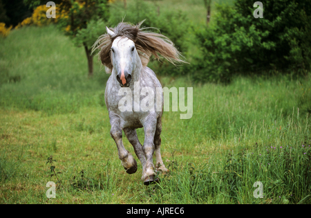 Tschechische Coldblood Pferd - Galopp Stockfoto