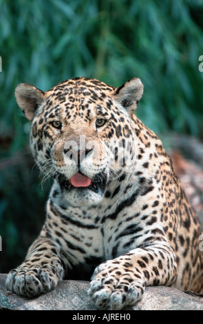 Jaguar Panthera onca Stockfoto