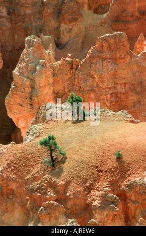 Bryce Canyon - Utah - USA Stockfoto