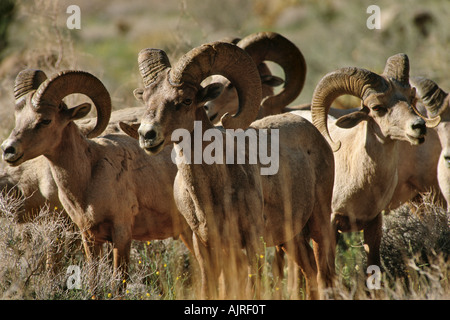 Herde Peninsular Wüste Bighorn Schafe (Ovis Canadensis Cremnobates) Stockfoto