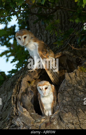 Ein paar Jugendliche Schleiereulen am nest Stockfoto