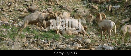 Herde Peninsular Wüste Bighorn Schafe (Ovis Canadensis Cremnobates) Stockfoto