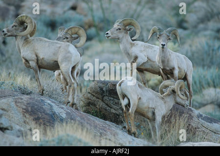 Herde Peninsular Wüste Bighorn Schafe (Ovis Canadensis Cremnobates) Stockfoto