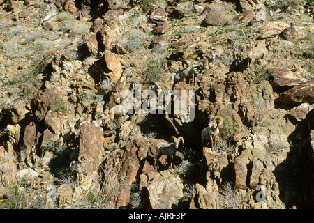 Herde Peninsular Wüste Bighorn Schafe (Ovis Canadensis Cremnobates) Stockfoto