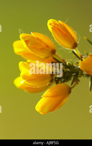 Ginster Blüte Nahaufnahme in Danbury Common, Essex Stockfoto